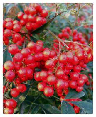 灌木，秋天结小红果，不知是什么植物？红球 植物