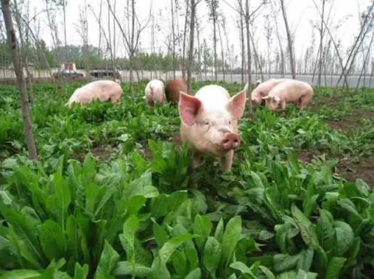 水稻喂猪的好处和坏处？植物混合物养猪