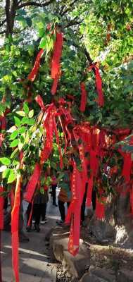 家里的盆栽为什么要绑红丝带？提升阳气的植物-图2