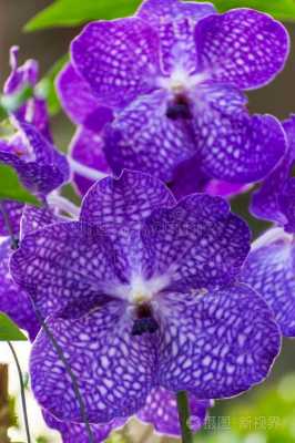 紫罗兰花的区别（紫罗兰是兰花吗?）