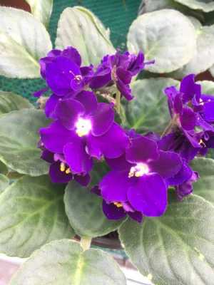 紫罗兰花的区别（紫罗兰是兰花吗?）-图2