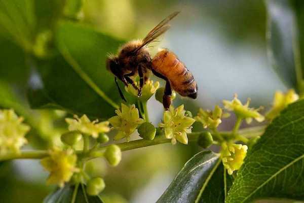 适合一年四季栽种的蜜源植物？《中国蜜源植物》-图2