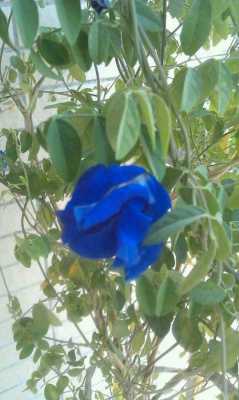 蓝色花一丛丛的叫什么？开蓝色花的草本植物-图1