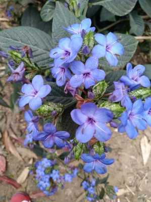 蓝色花一丛丛的叫什么？开蓝色花的草本植物-图3