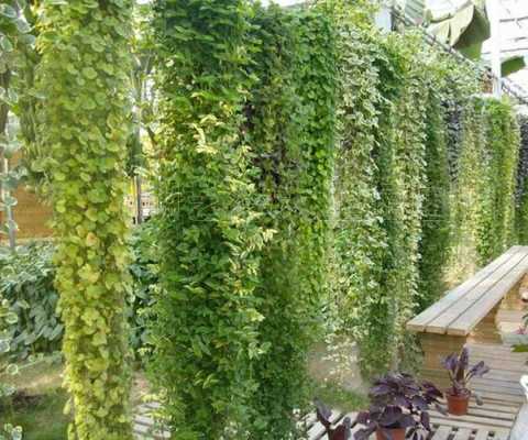 室外喜阴耐寒的木本植物？喜阴的攀爬植物