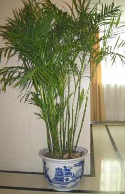 葵竹和凤尾竹的区别？植物凤尾竹