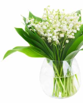 白色铃兰花的花语和象征（白色铃兰花象征着什么人）