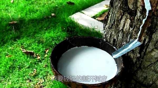牛奶浇树的正确方法？牛奶可以浇植物吗