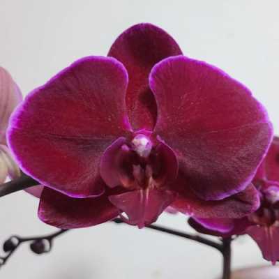 蝴蝶兰花瓣大小（蝴蝶兰花瓣大小多少）