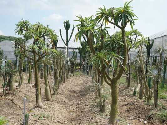 怎样养护非洲霸王树？光堂 植物-图1