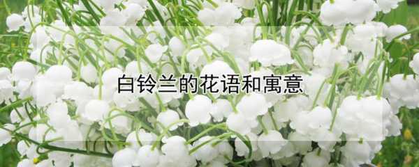 白铃兰花的花语（白铃兰花的花语是什么?）-图3