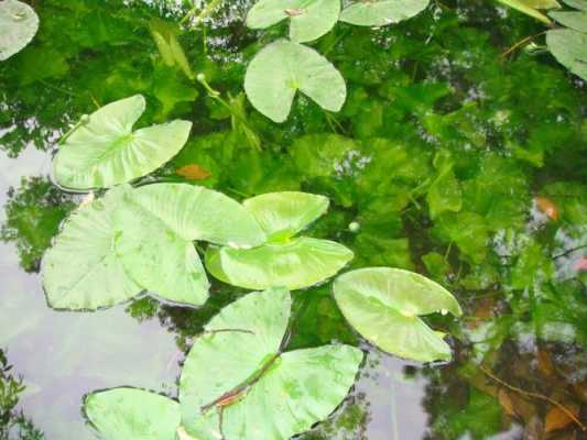 浮水植物的叶浮于水面上？沉水植物叶-图3