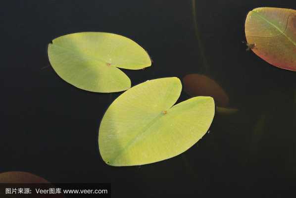 浮水植物的叶浮于水面上？沉水植物叶-图1