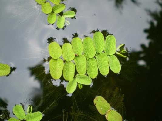 浮水植物的叶浮于水面上？沉水植物叶-图2