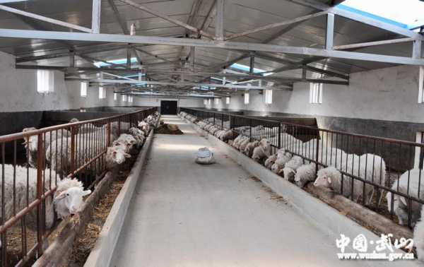 2023年养殖业什么前景最好？养羊植物工厂