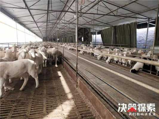 2023年养殖业什么前景最好？养羊植物工厂-图2