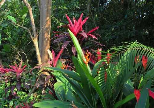 亚热带季风性代表植物？亚热带植物图片及名称