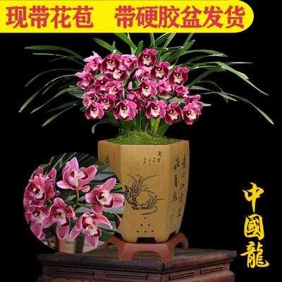 龙兰花卉（龙兰中国龙兰花）-图2