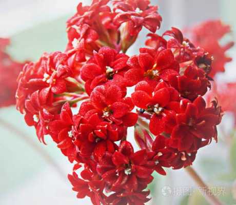 由4瓣的小花组成一簇簇,红色,叶片大,是什么花？开大红花的木本植物