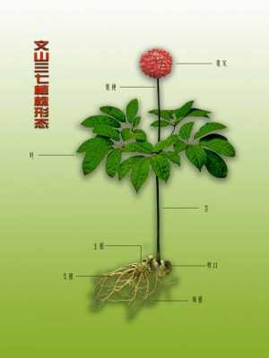 有一种植物叫三七是什么样的？树吗？植物 三七-图1