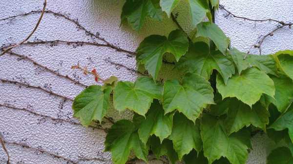 家里的一种藤类植物，类似爬山虎，但是结了种果实想知道到底是什么？与爬山虎相似的植物-图1