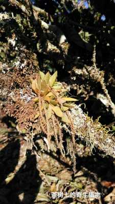 叶子呈条状的植物？叶基生植物