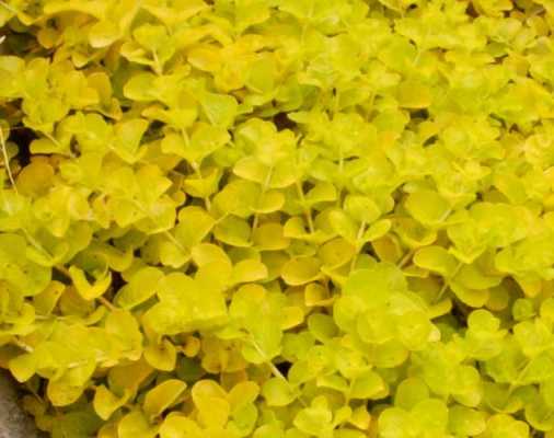 叶子园带黄色边是什么花草？黄边叶子的植物-图3
