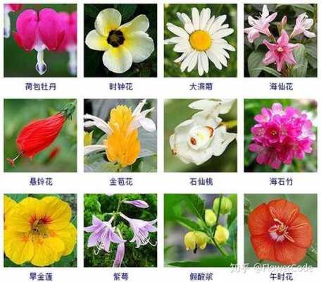 开花植物的生长一般经历哪几个阶段?它们的身体分为哪六个部分？开花植物图片名称