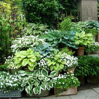 最耐阴耐寒的十大庭院常绿植物？喜阴的室内植物花卉
