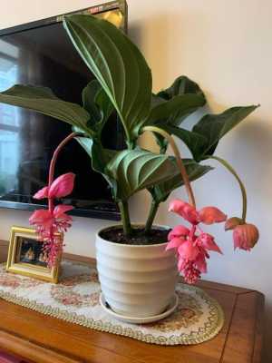 耐寒喜阴能越冬的植物和花卉？耐寒喜阴的室内植物