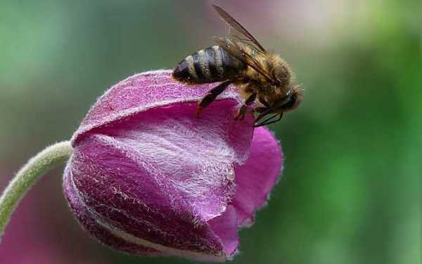 益虫蜜蜂的介绍？植物蜂子