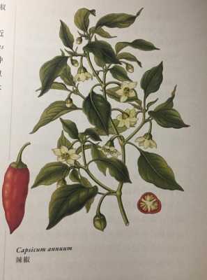 辣椒的植物学名？辣椒是什么植物-图3