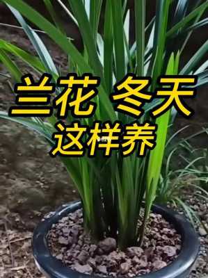 兰花冬天可以养在外面的简单介绍