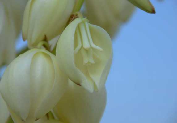 凤尾兰花的雄蕊和雌蕊图片（凤尾兰花解剖图）