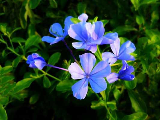 田野上开蓝花植物有几种？开蓝花的植物图片