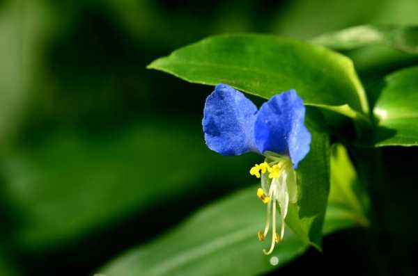 田野上开蓝花植物有几种？开蓝花的植物图片-图3