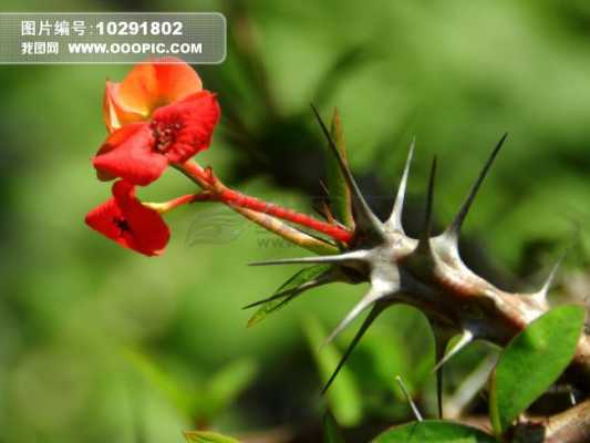 带刺的爬藤花卉有哪些？圆形带刺的植物图片-图1