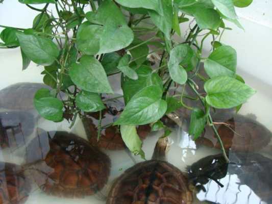 养龟放什么植物好？养龟种的植物-图3