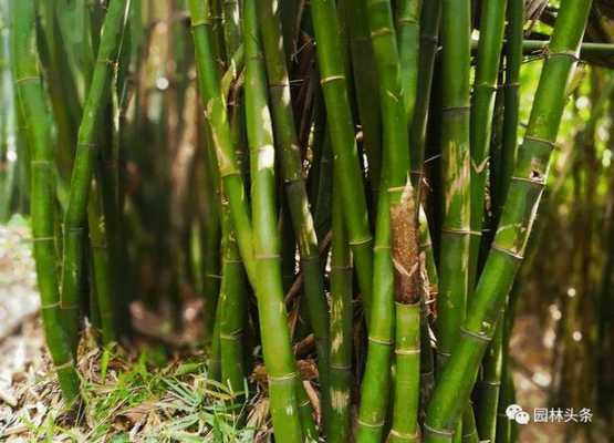 竹子为什么是草不是树？竹子是不是草本植物