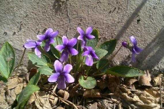 紫花地丁喜阴还是喜阳？喜阴的草本植物