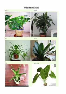 植物分类说说对认识的植物名称？植物及名称-图3