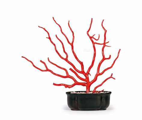 红珊瑚海铁树叶子像扇子摆件值钱吗？植物红珊瑚图片-图2