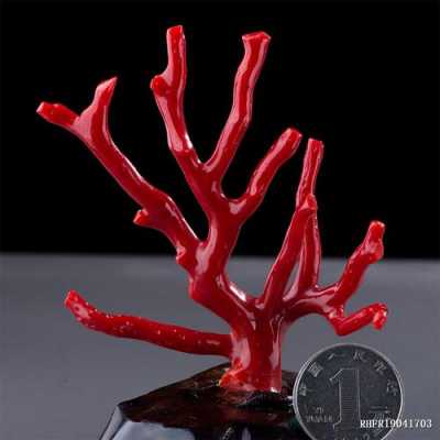 红珊瑚海铁树叶子像扇子摆件值钱吗？植物红珊瑚图片-图3