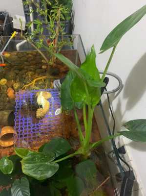 深水龟缸养什么植物？乌龟缸 植物-图3