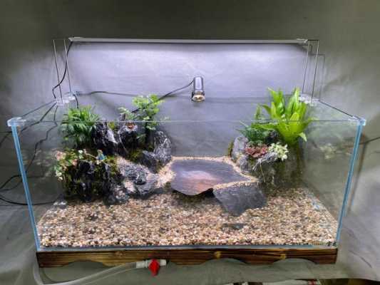 深水龟缸养什么植物？乌龟缸 植物-图2