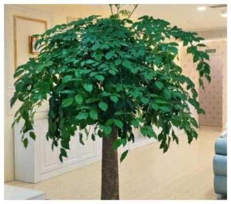 为什么不能在室内种树？室内植物养殖方法-图2