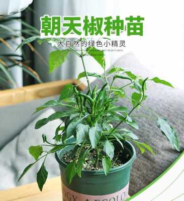 网上买的辣椒苗怎么盆栽种植？盆栽小辣椒植物-图2