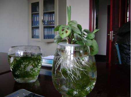 老师，水培植物容器中长绿藻了，如何治理？水培植物绿藻-图3