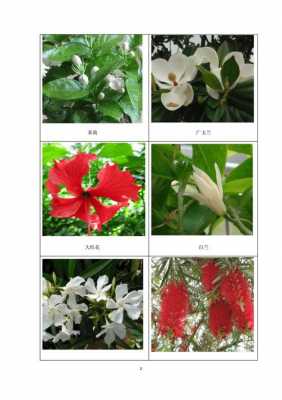 春、夏、秋、冬各季节的观花植物有哪些？夏季观花植物-图3