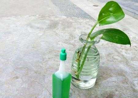 如何自制水培植物营养液？淘米水做成植物营养液-图1